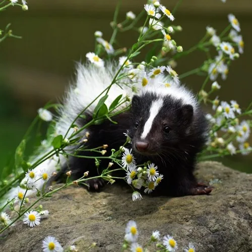 Animal Ambassador Aster - Striped Skunk