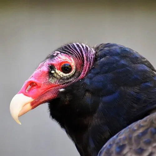 Animal Ambassador Aurora - Turkey Vulture