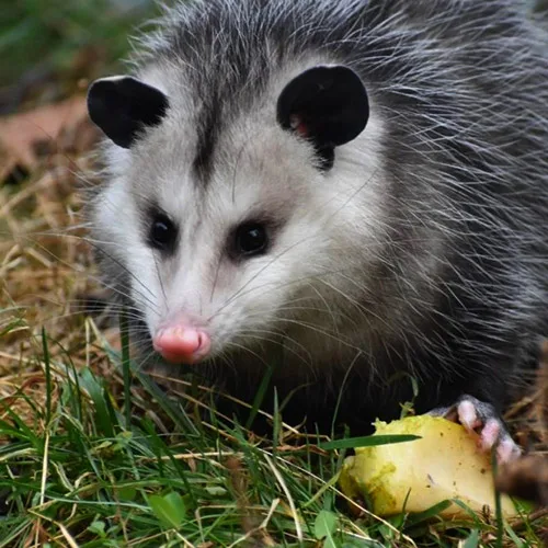 Animal Ambassador Maple - Virginia Opossum