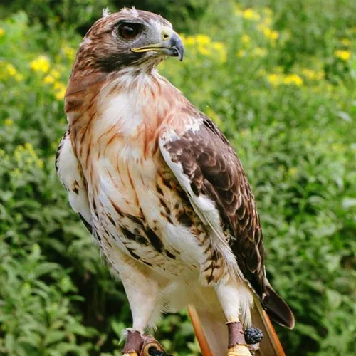 Animal Ambassador Nittany - Red Tailed Hawk