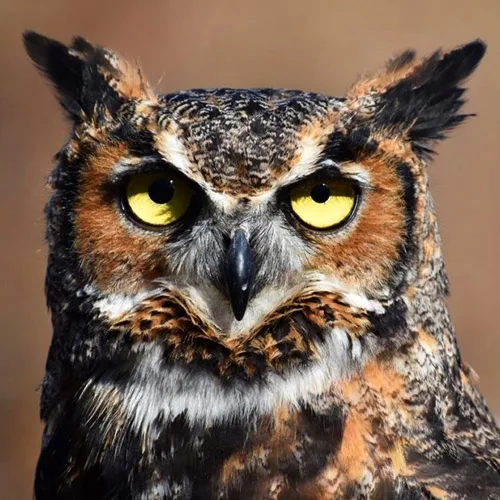 Animal Ambassador Strig - Great Horned Owl