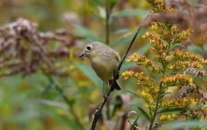 Ruby-crowned Kinglet at Dorothy Rider Pool Wildlife Sanctuary