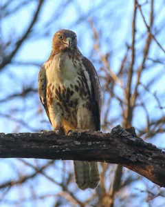 Hawk at Dorothy Rider Pool Wildlife Sanctuary