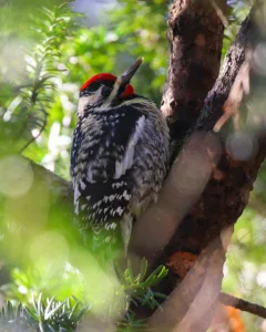 Yellowbellied Sapsucker at Dorothy Rider Pool Wildlife Sanctuary