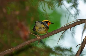 Blackburian Warbler at Thomas Darling Preserve