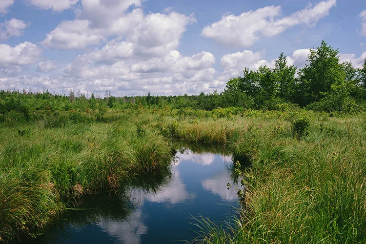 Thomas Darling Stream in Landscape