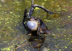 at Dorothy Rider Pool Wildlife Sanctuary