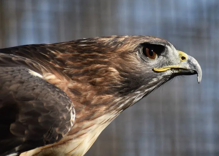 red tailed hawk