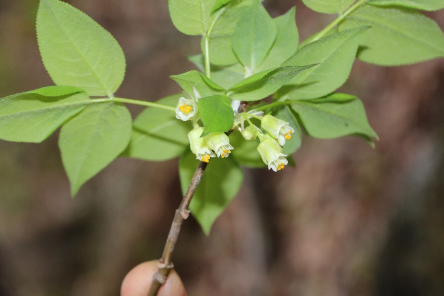 Flowers on the trees of American bladdernut