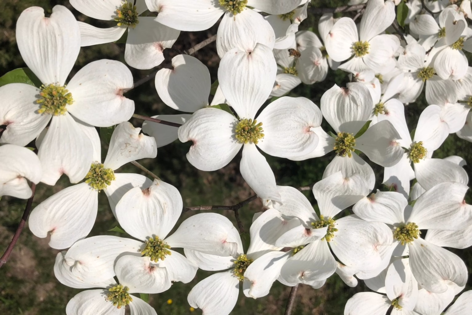Flowers on the trees of dogwood