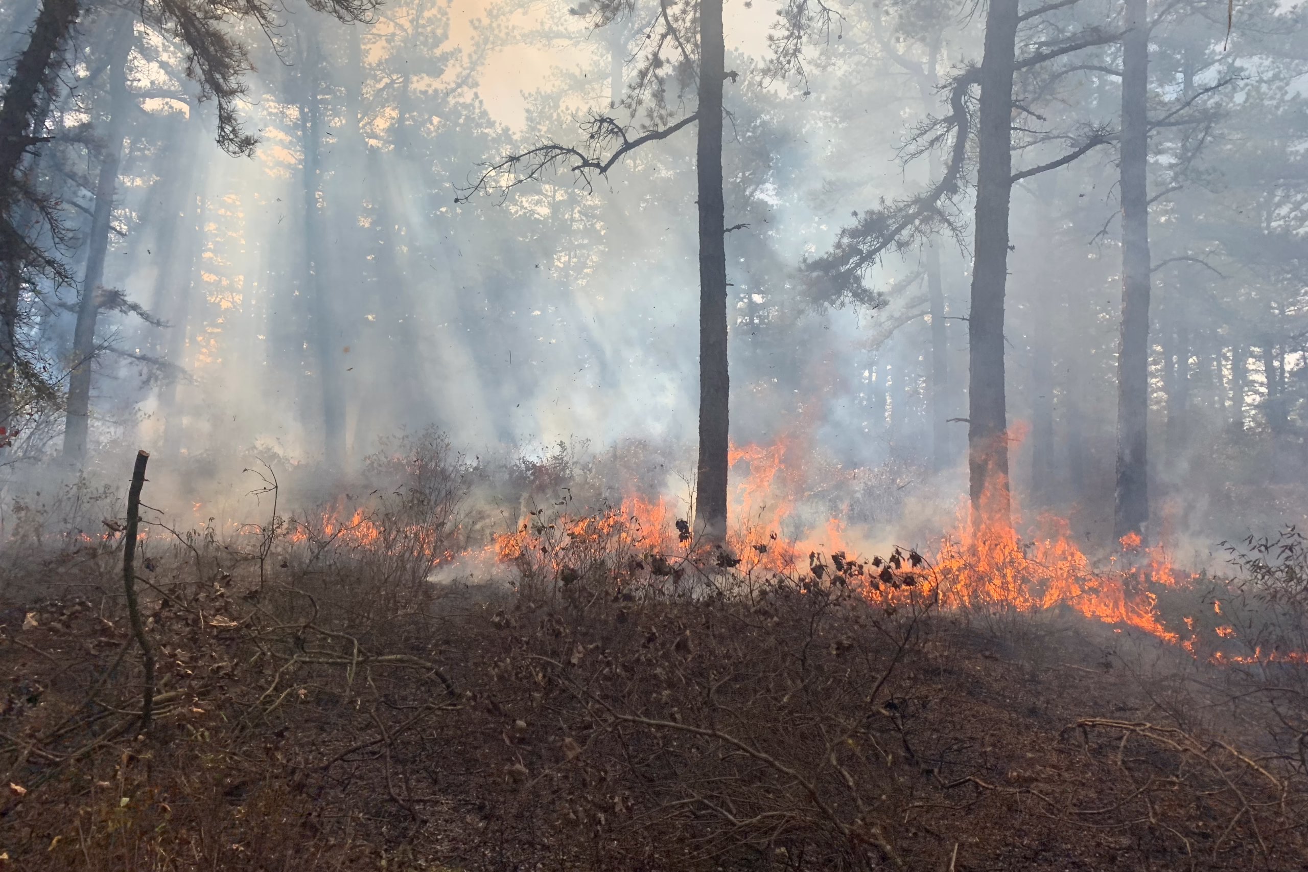 Prescribed fire at Wildlands Conservancy's Maple Tract Preserve
