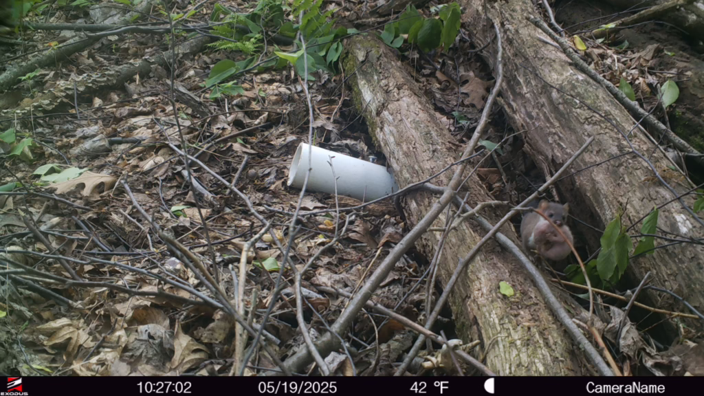 Weasel carrying its young. Photo by Kate Ebel, Wildlands Conservancy's senior restoration ecologist