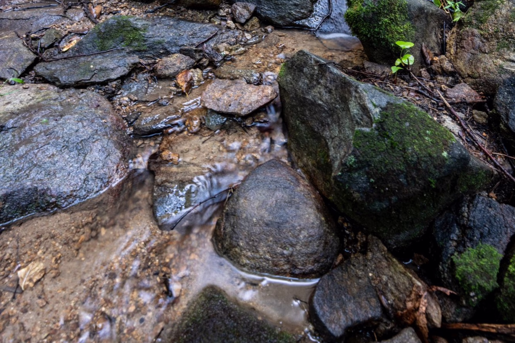 Charcoal Trail at Brenner-Penfield Emmaus Preserve