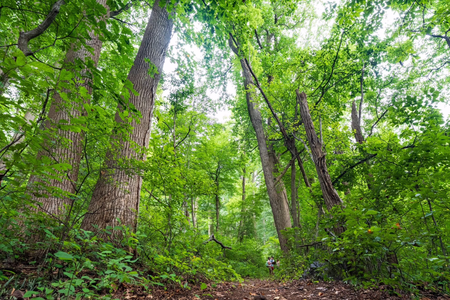 Oley Path at Brenner-Penfield Emmaus Preserve